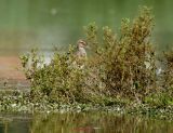 Grosser Brachvogel0008